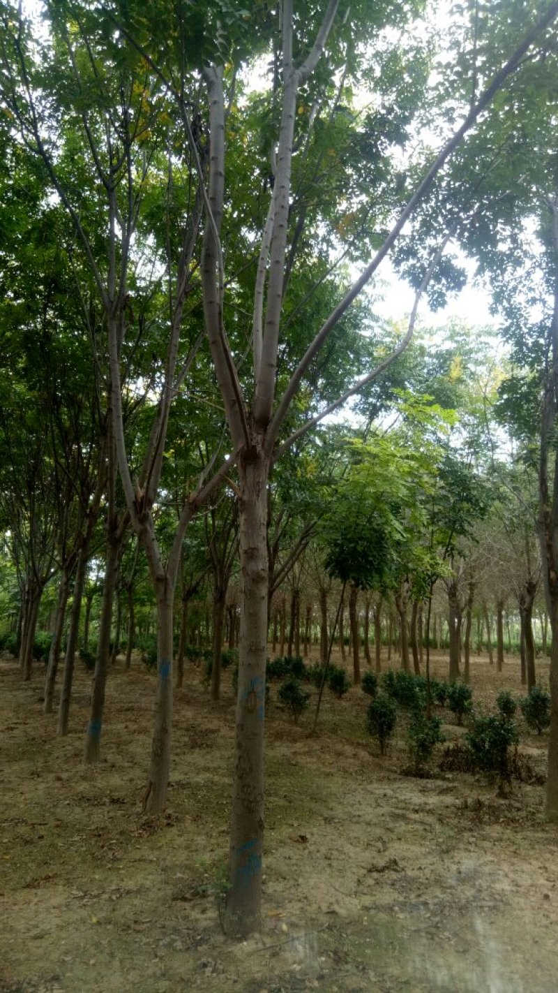 基地直发各规南栾北栾，苗圃货源量大，欢迎前来选购