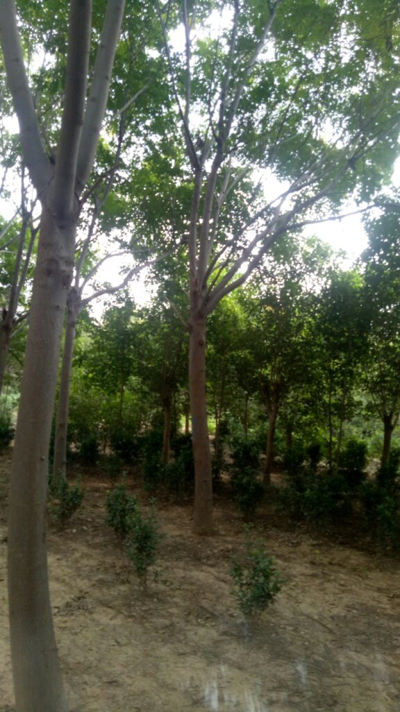 基地直发各规南栾北栾，苗圃货源量大，欢迎前来选购