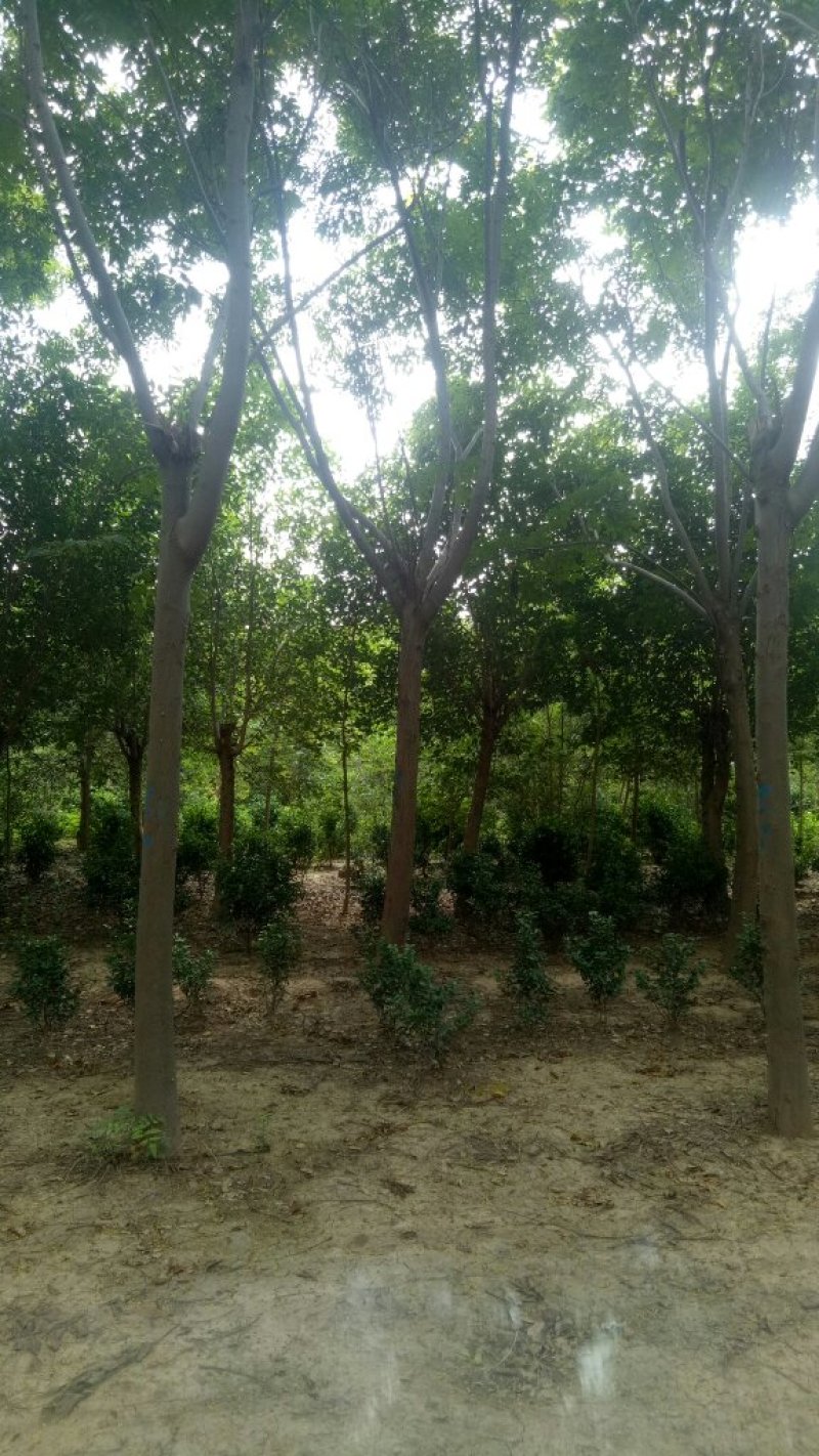 基地直发各规南栾北栾，苗圃货源量大，欢迎前来选购