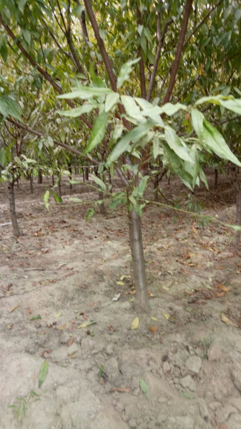 基地直发各规南栾北栾，苗圃货源量大，欢迎前来选购