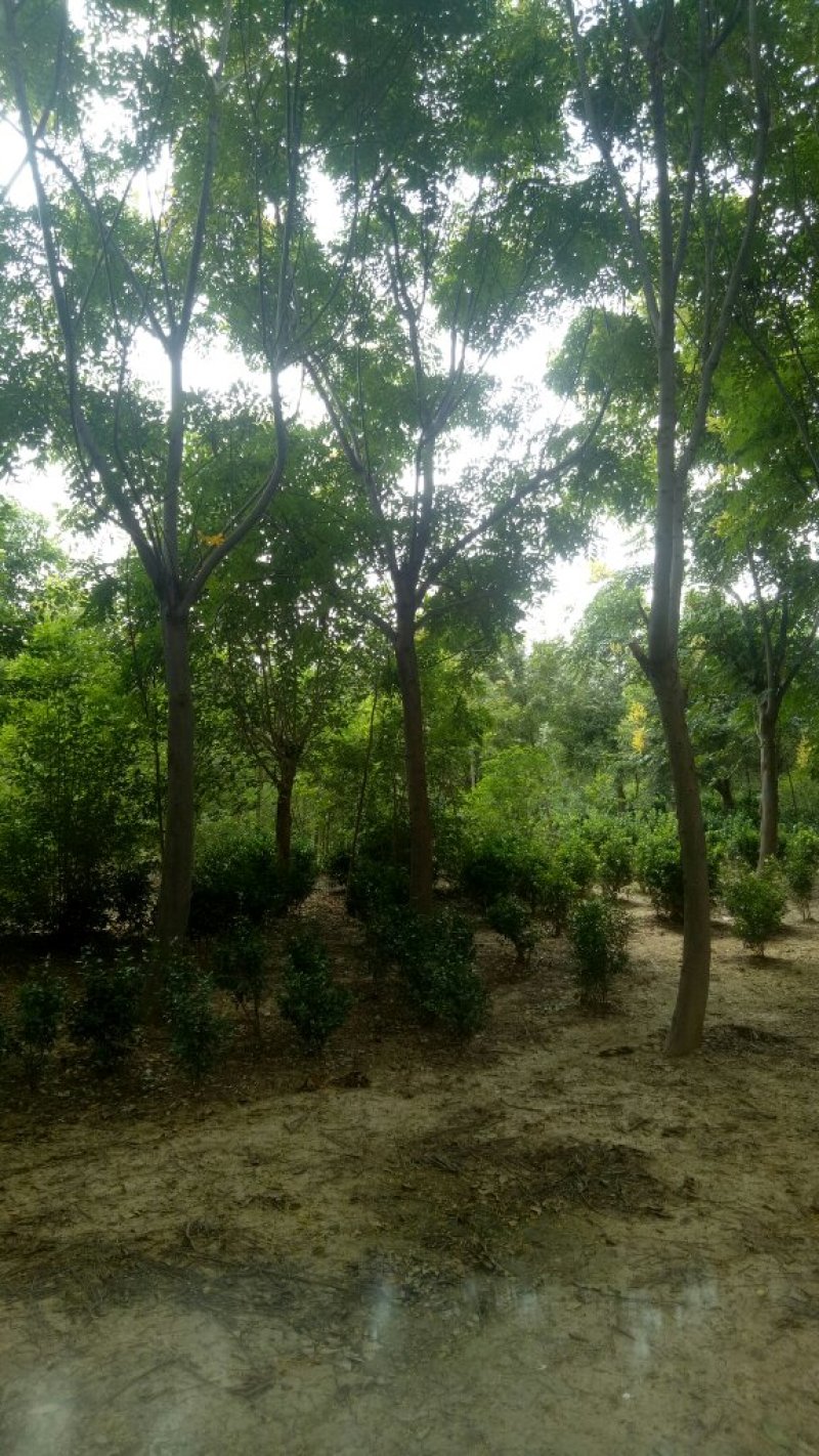 基地直发各规南栾北栾，苗圃货源量大，欢迎前来选购