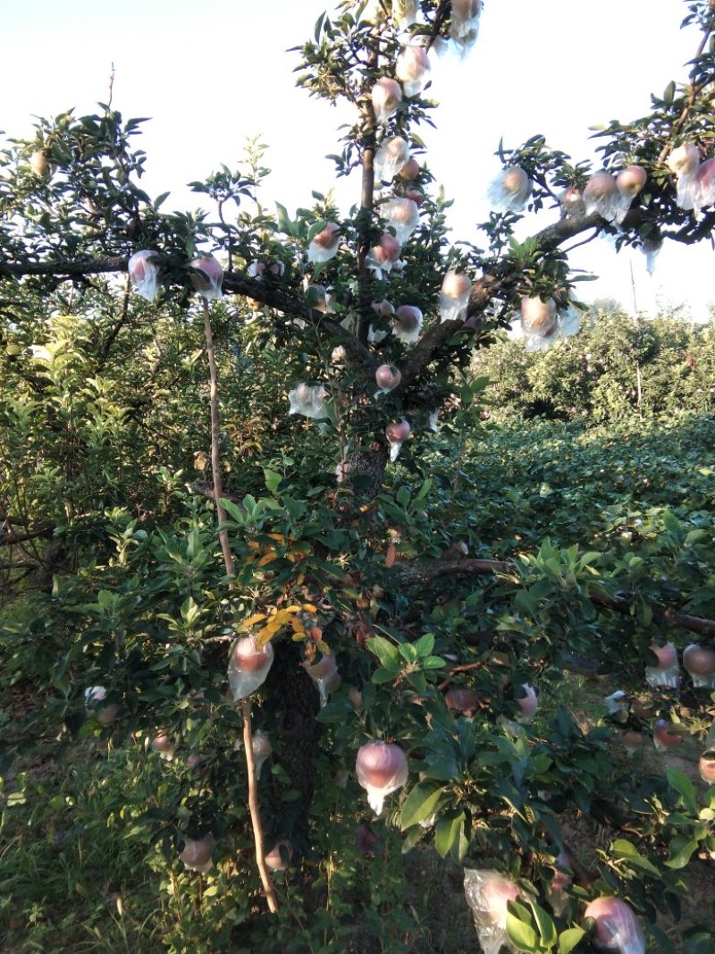 苹果