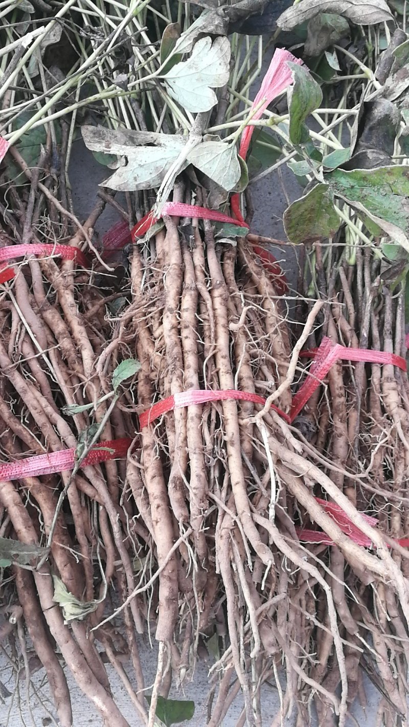 药用牡丹苗，牡丹苗2年苗，基地直销，量大优惠。