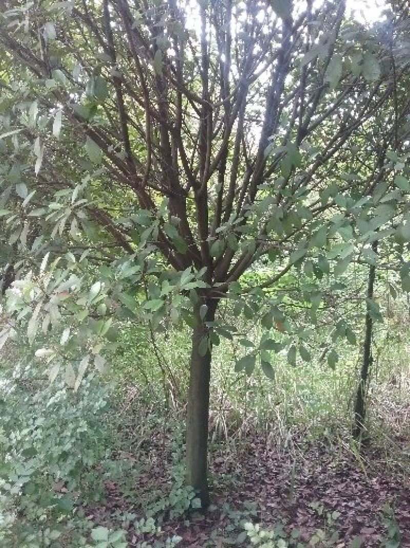 高杆红叶石楠12~14cm10~12cm2.5~3米