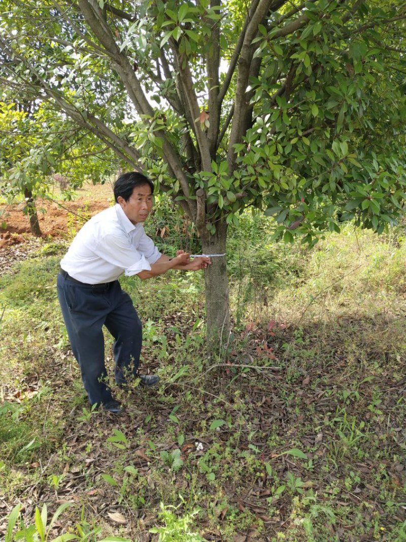 高杆红叶石楠12~14cm10~12cm2.5~3米
