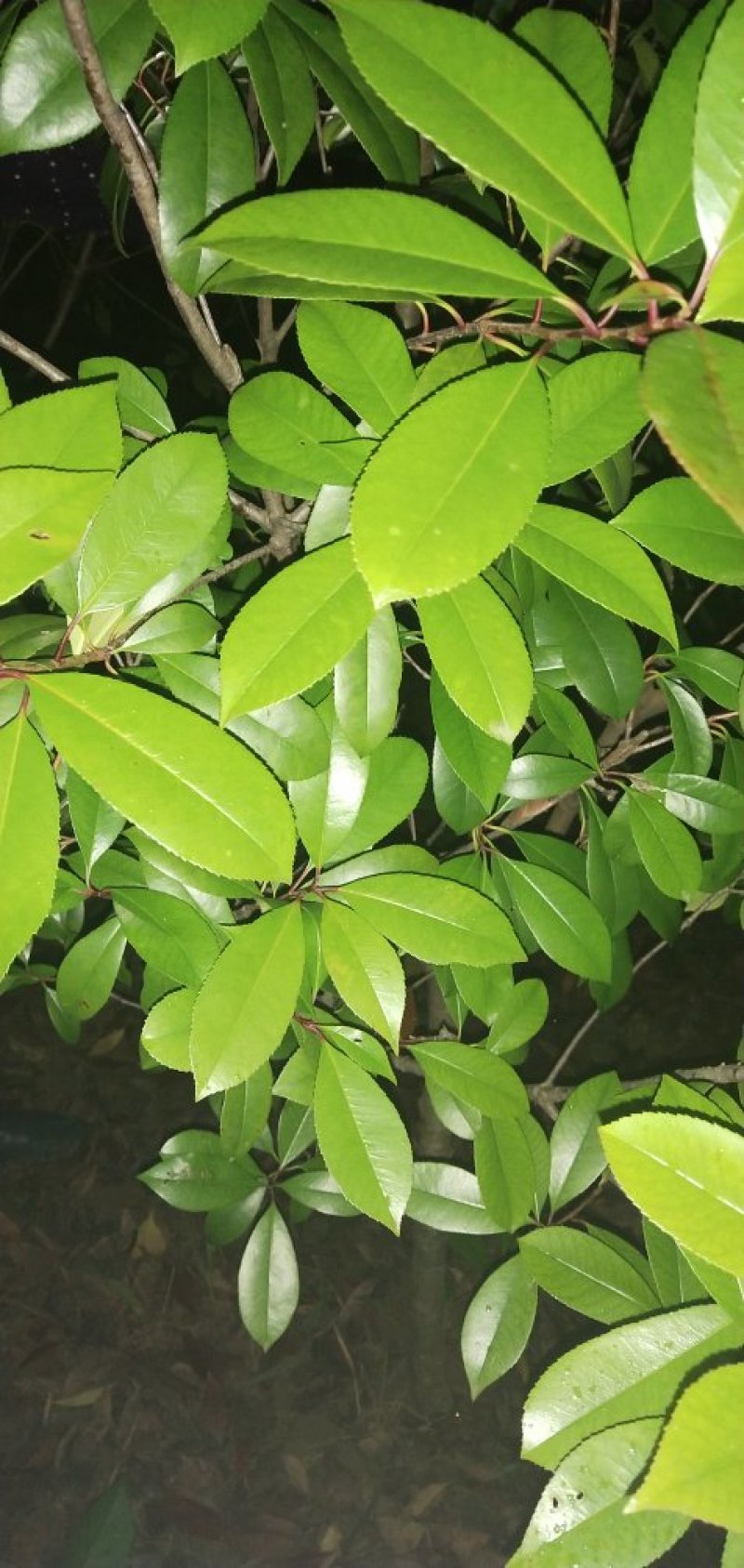 高杆红叶石楠12~14cm10~12cm2.5~3米
