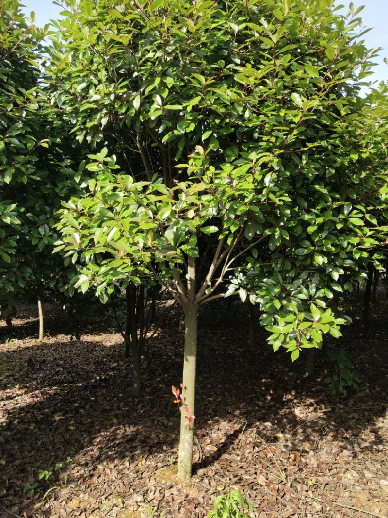 高杆红叶石楠12~14cm10~12cm2.5~3米