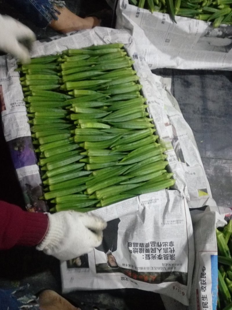 【黄秋葵】海南产地直供质量保证货源充足量大优惠欢迎订购