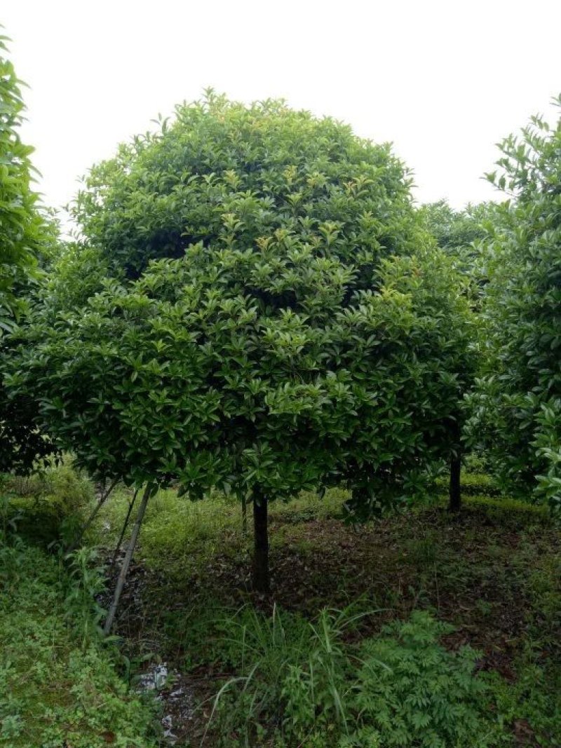 桂花树，大桂花树，金桂，丹桂，八月桂，1一30公分热卖中
