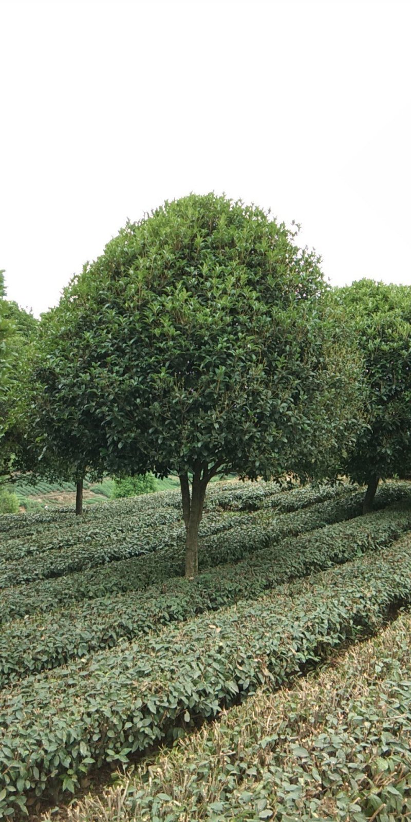 桂花树，大桂花树，金桂，丹桂，八月桂，1一30公分热卖中