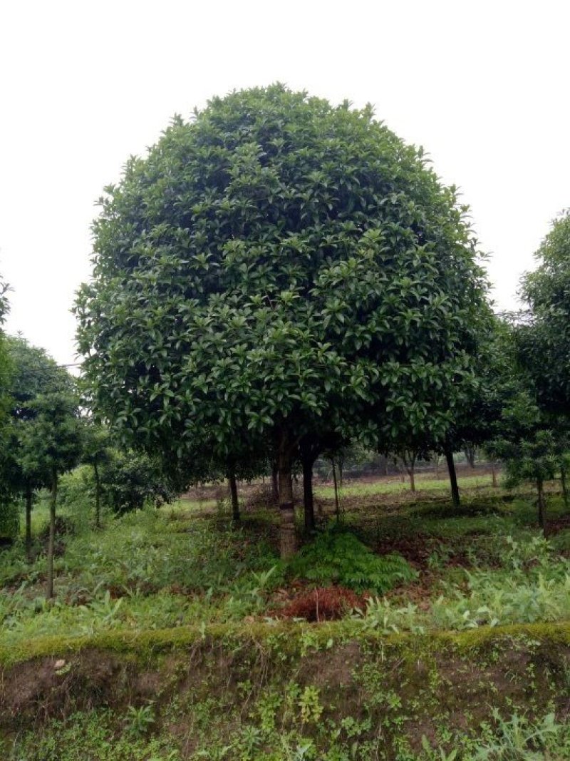 桂花树，大桂花树，金桂，丹桂，八月桂，1一30公分热卖中