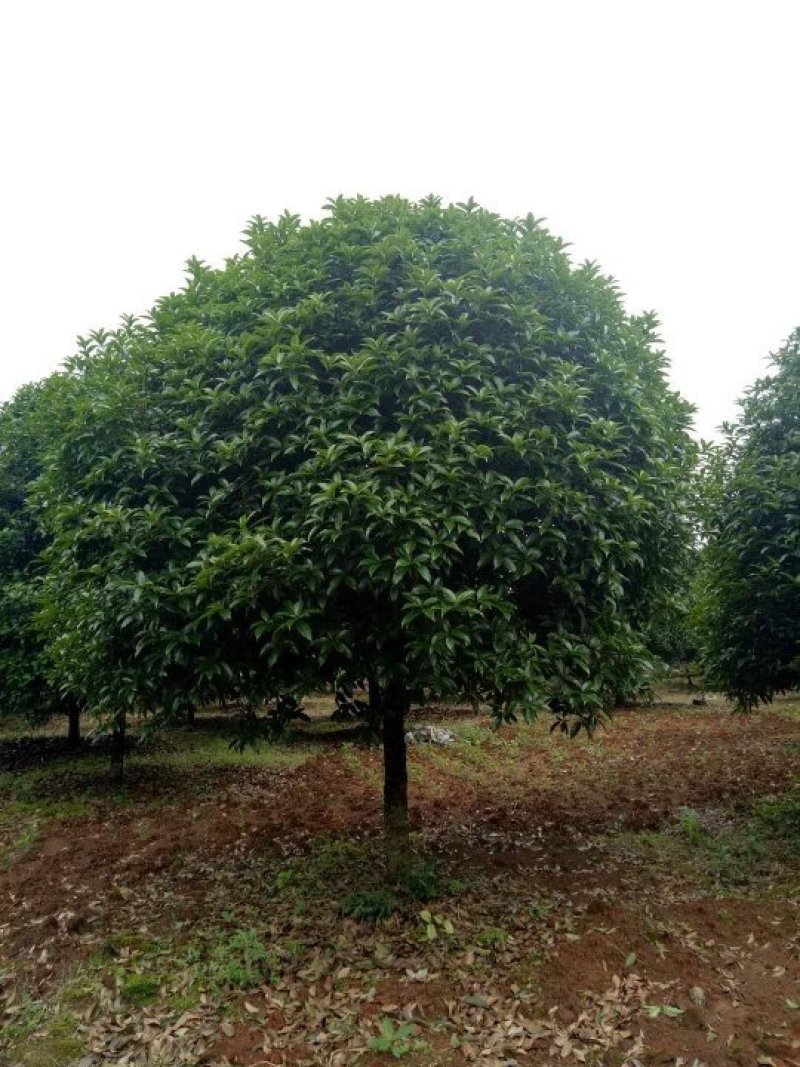 桂花树，大桂花树，金桂，丹桂，八月桂，1一30公分热卖中