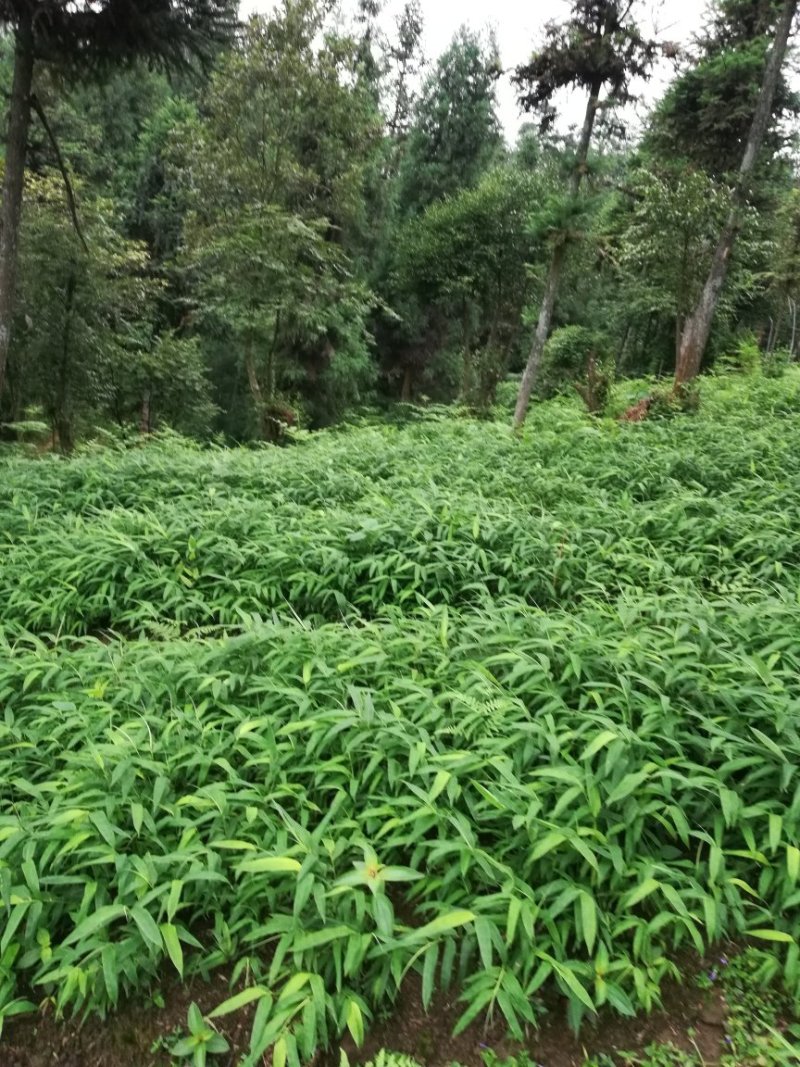 主产方竹，其他竹