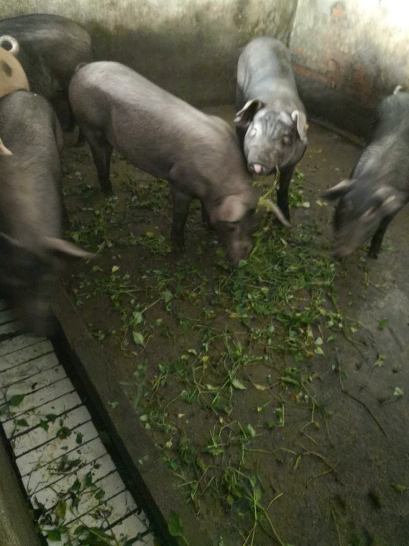 黑猪腊肉
