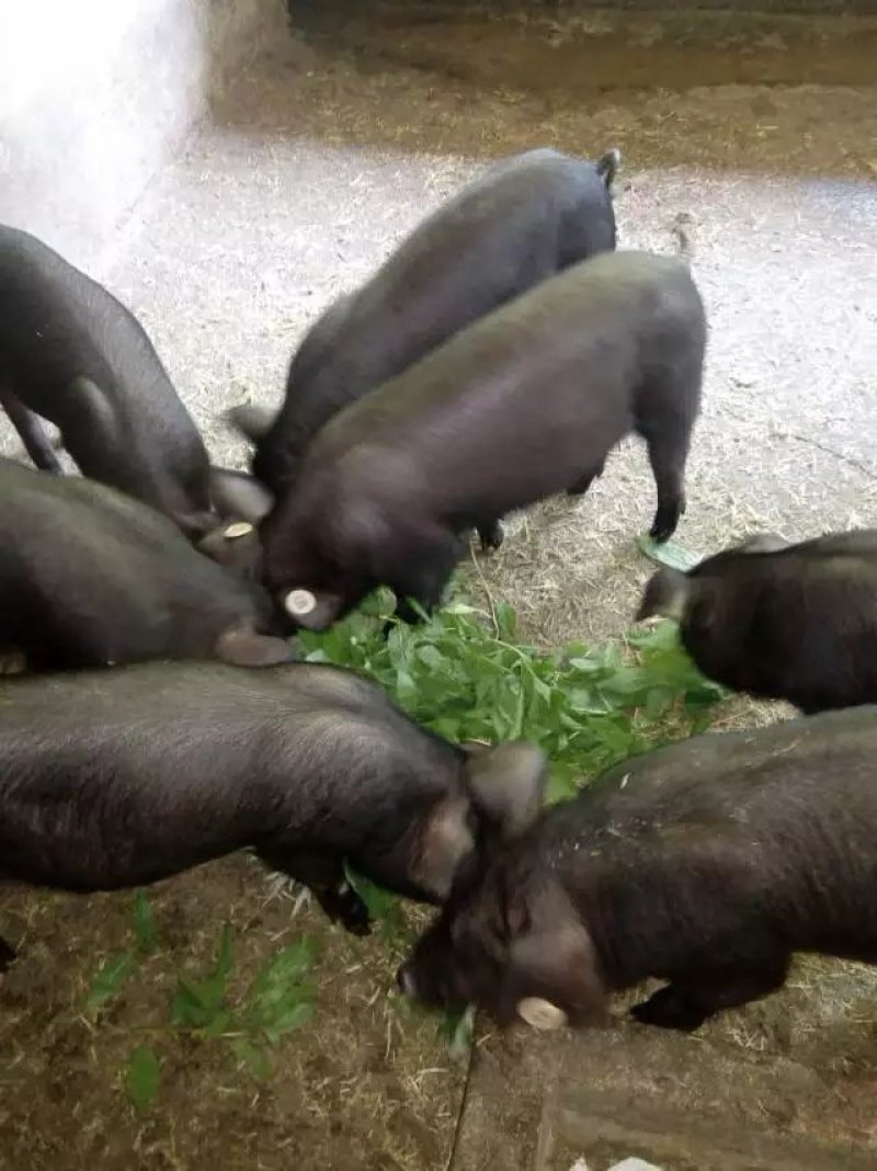 黑猪腊肉