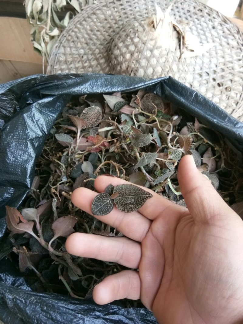 纯野生金线莲3斤起包邮