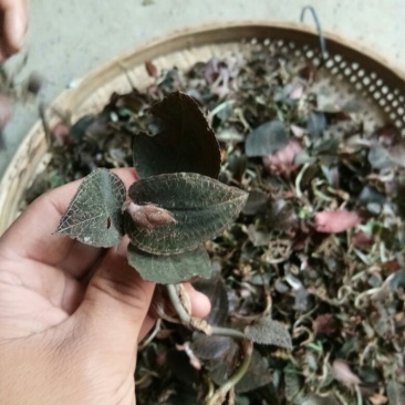 纯野生金线莲3斤起包邮