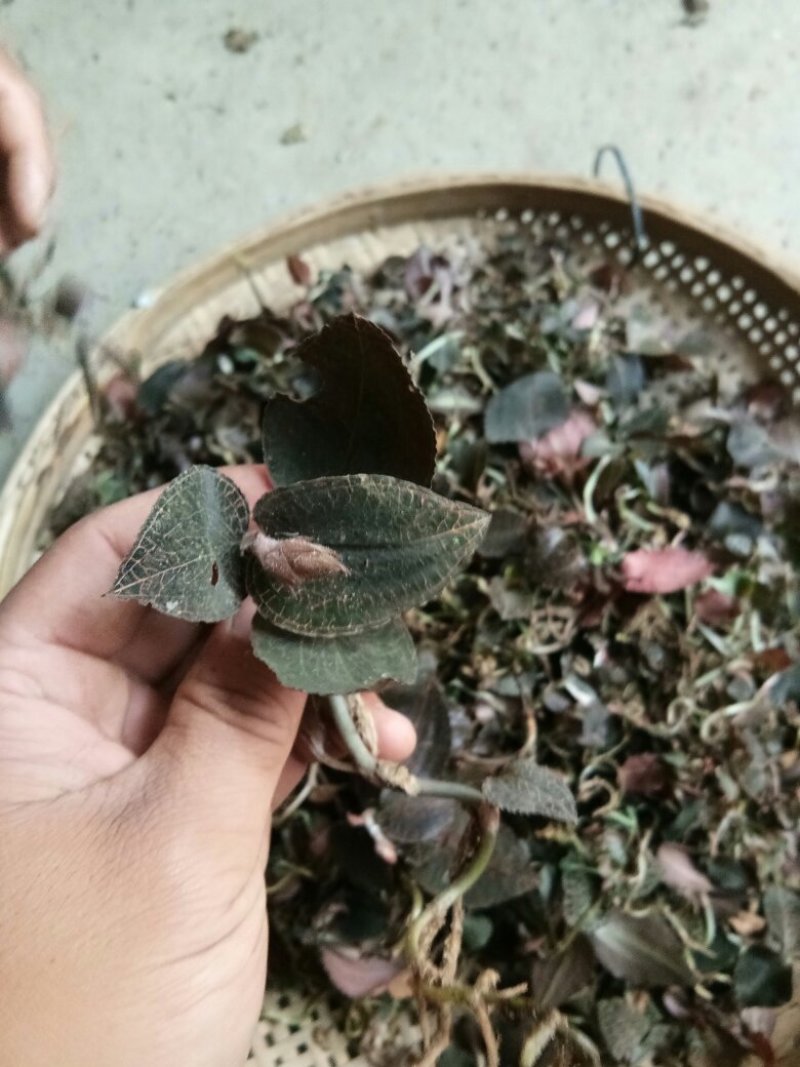 纯野生金线莲3斤起包邮