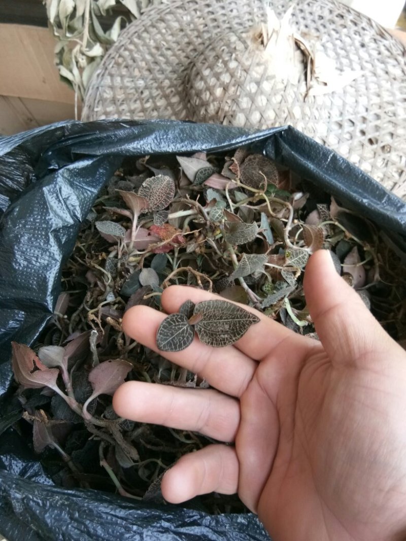纯野生金线莲3斤起包邮