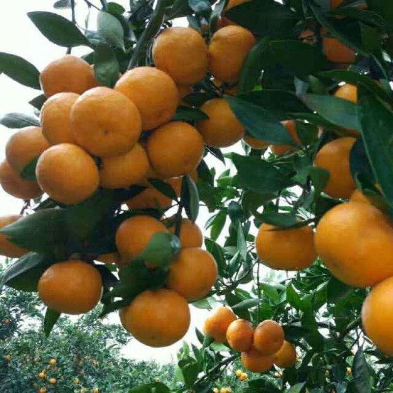 古糜城牌国庆1号桔子，蜜桔，地方特产金水柑。
