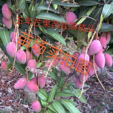 广西芒果树苗金煌贵妃凯特桂七台农嫁接芒果苗矮化特大南方种