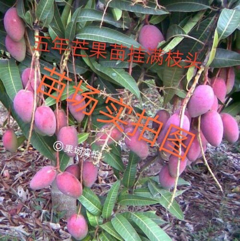 广西芒果树苗金煌贵妃凯特桂七台农嫁接芒果苗矮化特大南方种