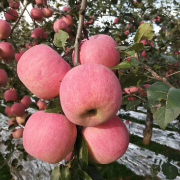高原苹果