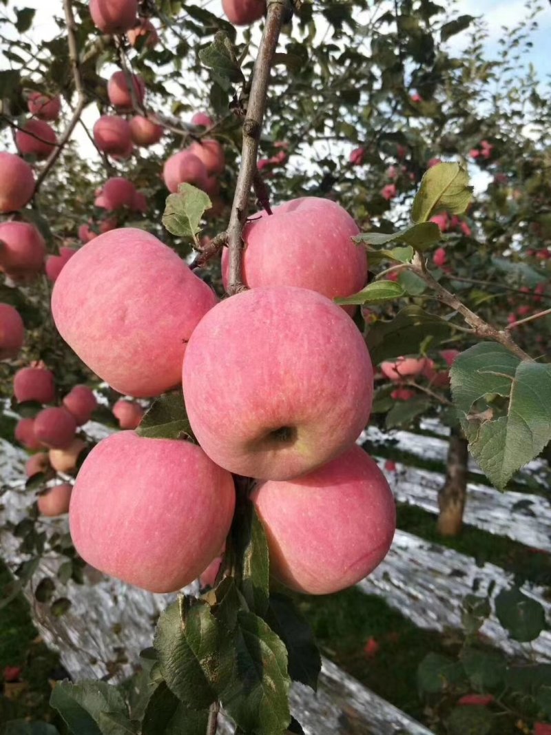 高原苹果