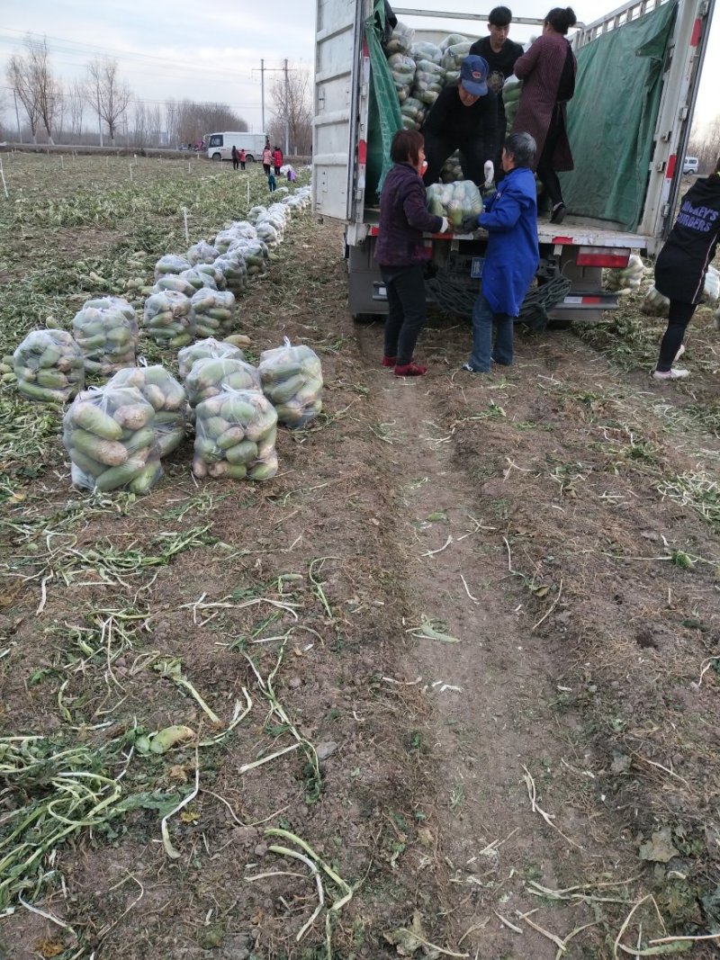罐萝卜，2023新鲜绿玉萝卜上市，产地直销，地头装车