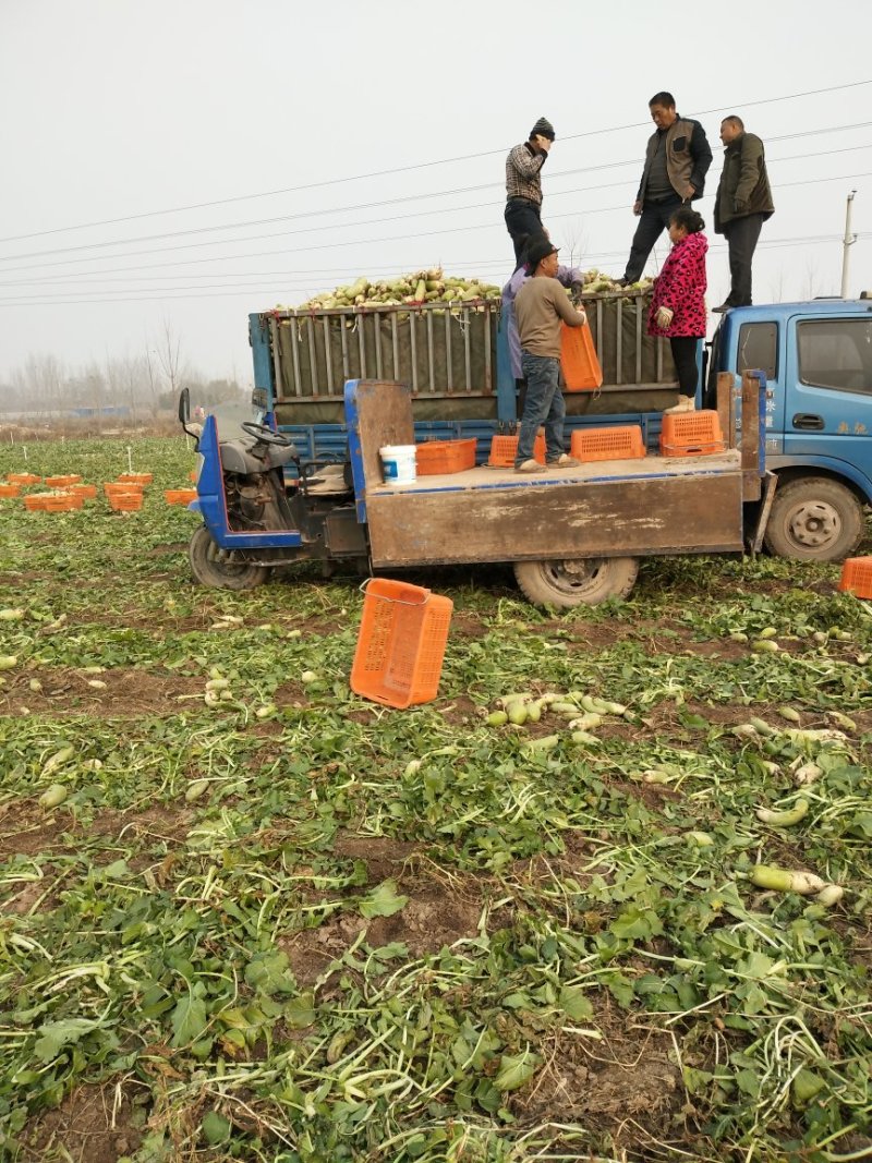 罐萝卜，2023新鲜绿玉萝卜上市，产地直销，地头装车