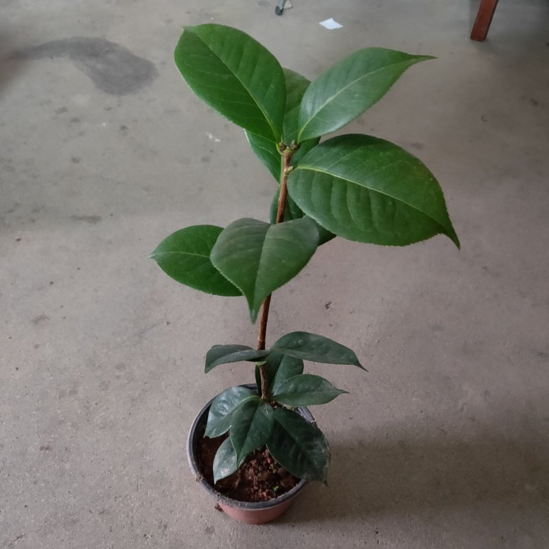 云南山茶杂交又叫情人节茶花