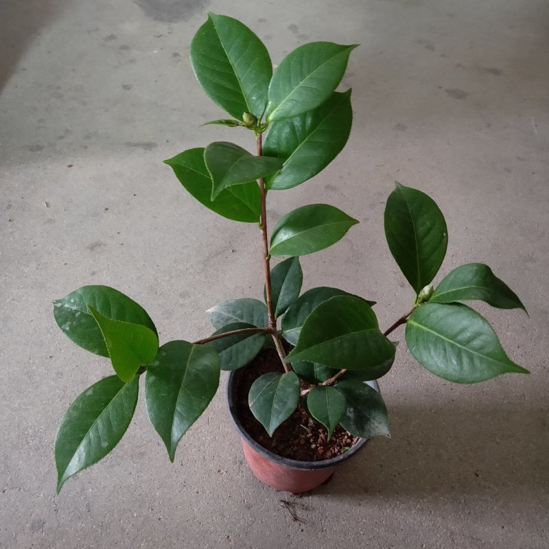 云南山茶杂交又叫情人节茶花