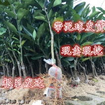 柚子果树苗嫁接沙田柚红心白心三红蜜柚苗南北方种植庭院盆栽