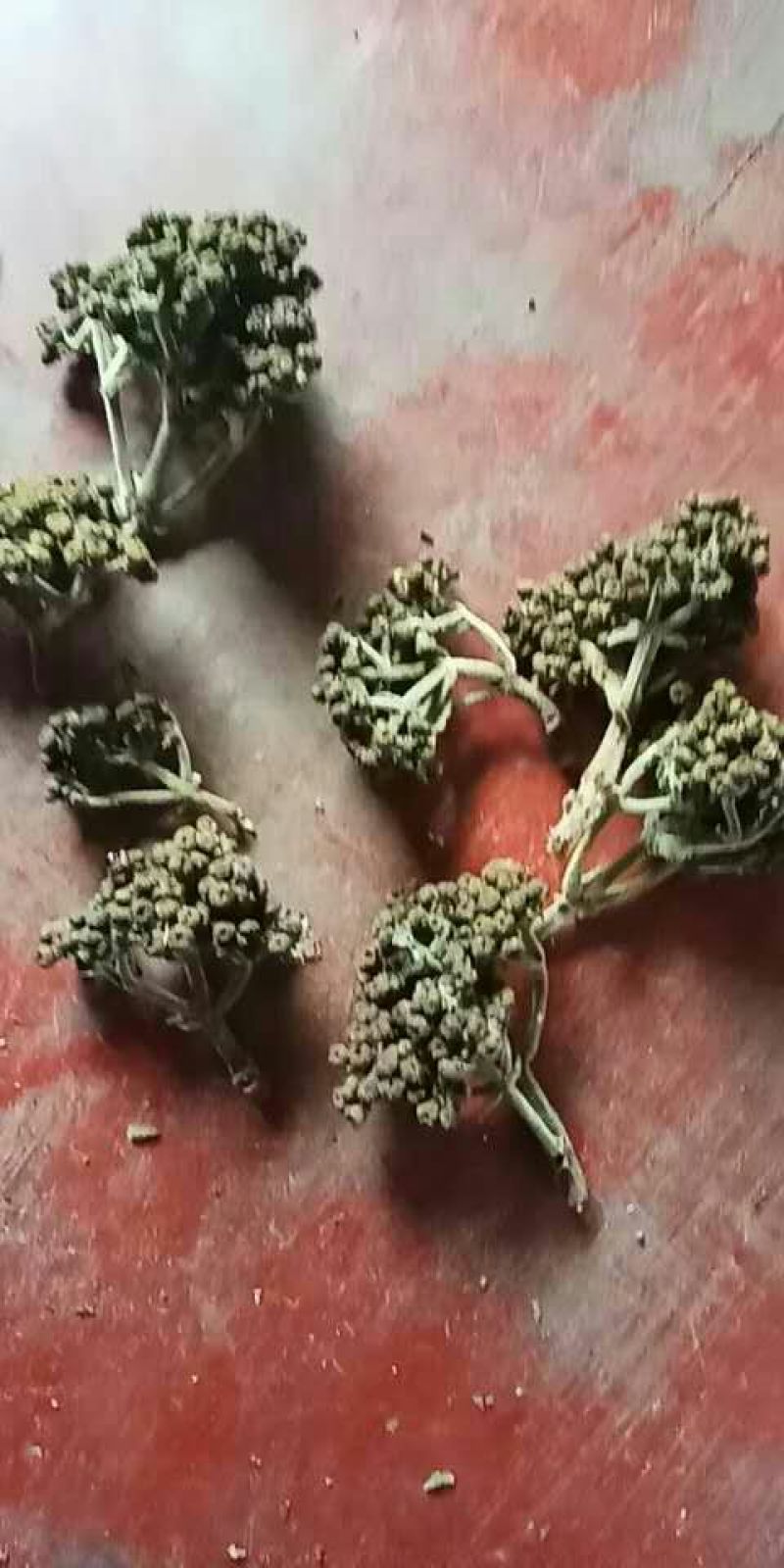 吴茱萸中花统