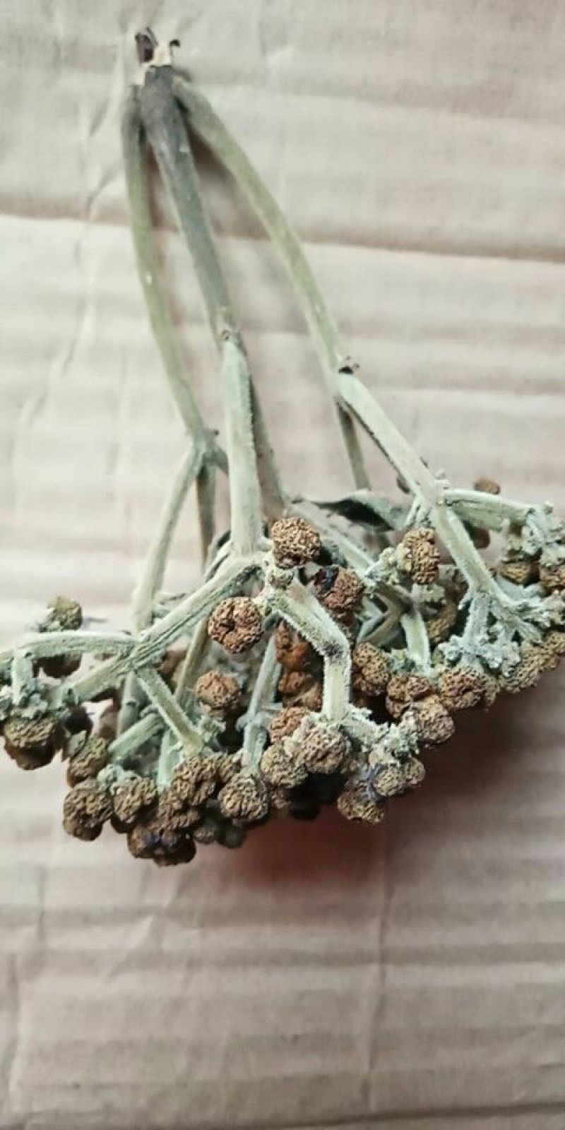 吴茱萸中花统