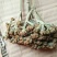 吴茱萸中花统