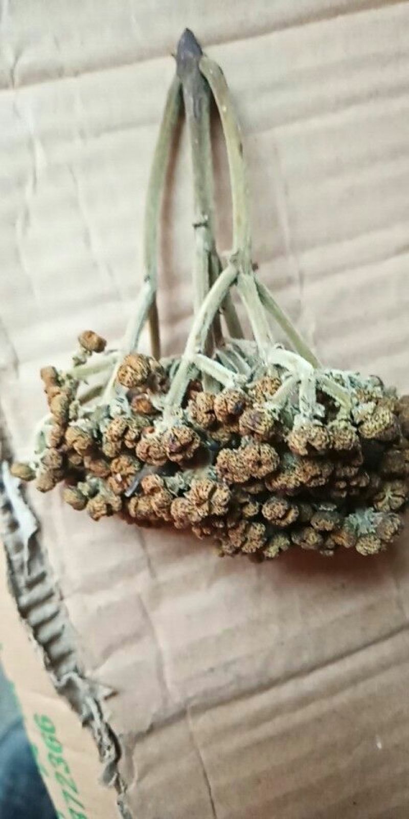 吴茱萸中花统