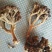 吴茱萸中花统