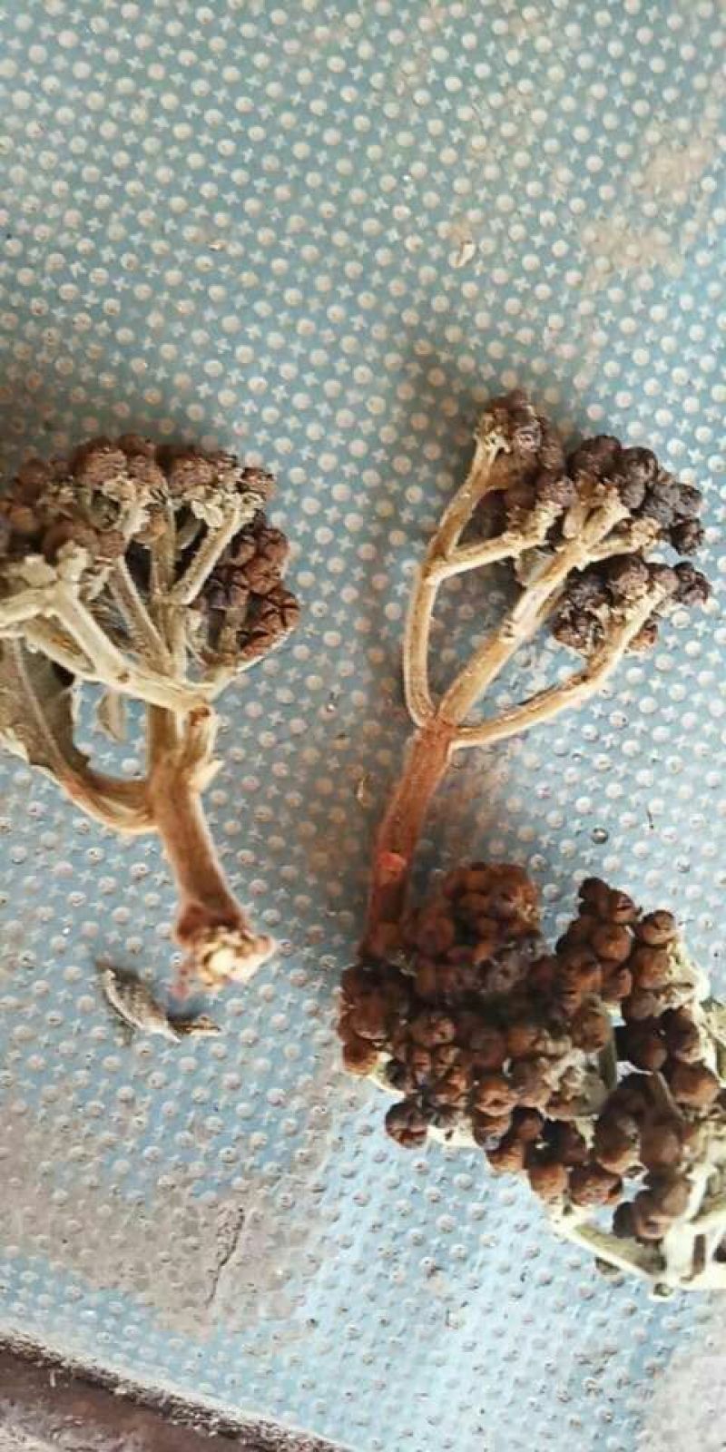 吴茱萸中花统