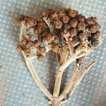 吴茱萸中花统