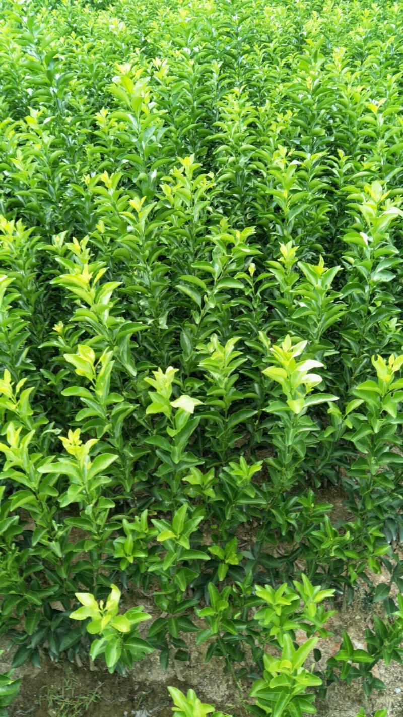沙糖桔苗30~50cm