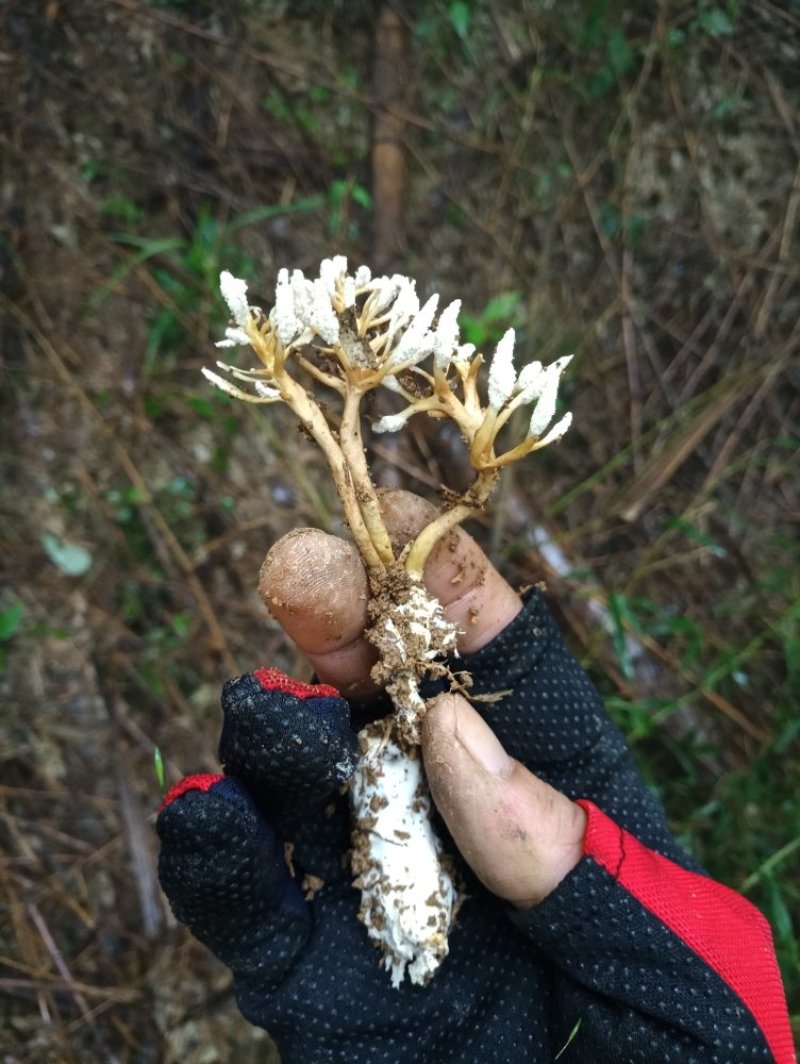 金蝉花