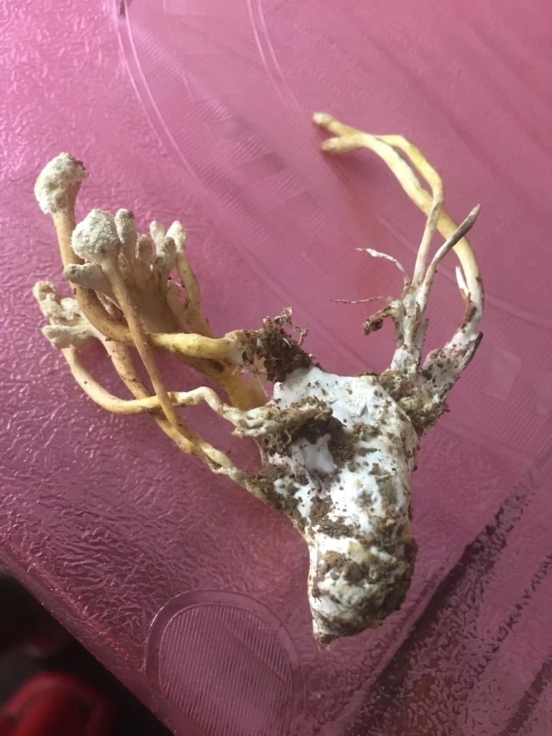 金蝉花