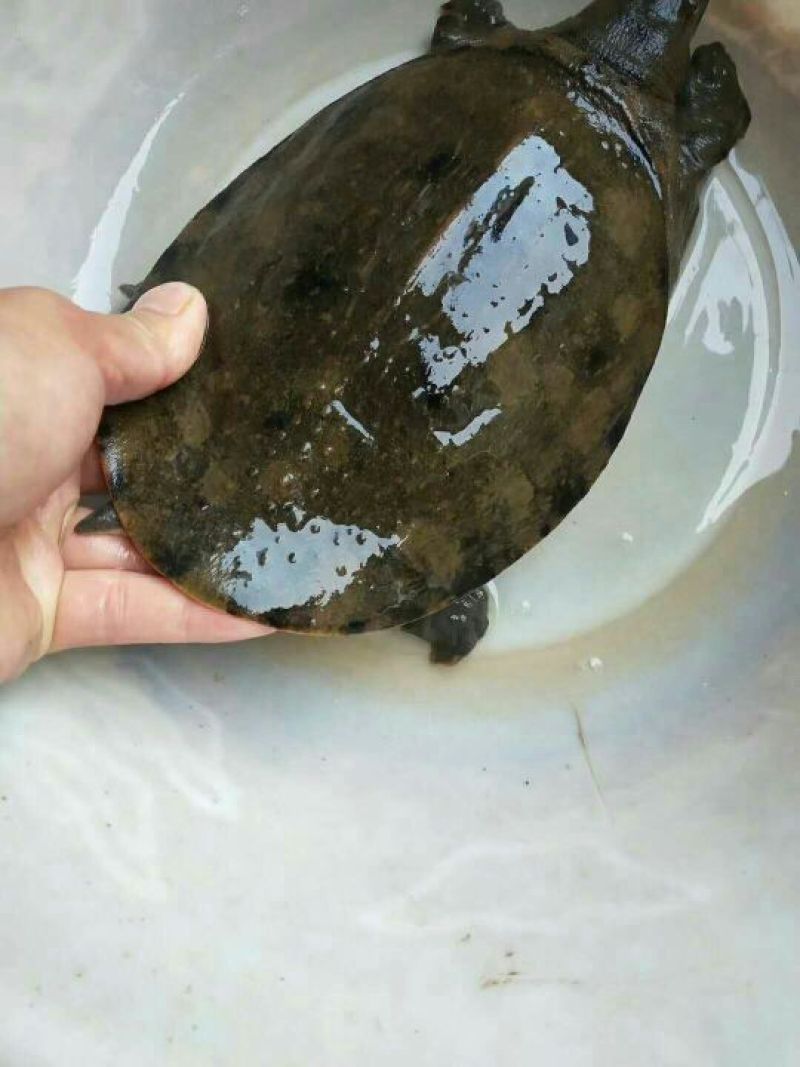 甲鱼精品甲鱼天然甲鱼产地一手货源天然无污染