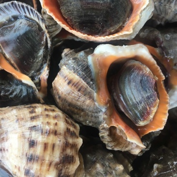 海螺红里螺鲜活规格齐