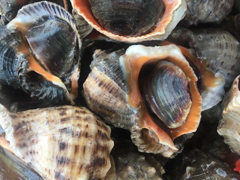 海螺红里螺鲜活规格齐