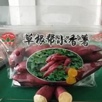 【热卖中】天目山小香薯瓤香软糯大量供应欢迎采购