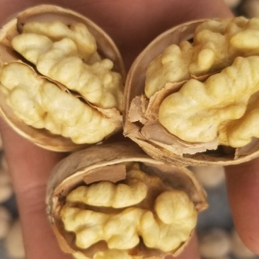 阿克苏纸皮核桃185