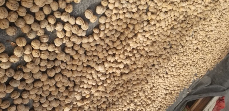 核桃