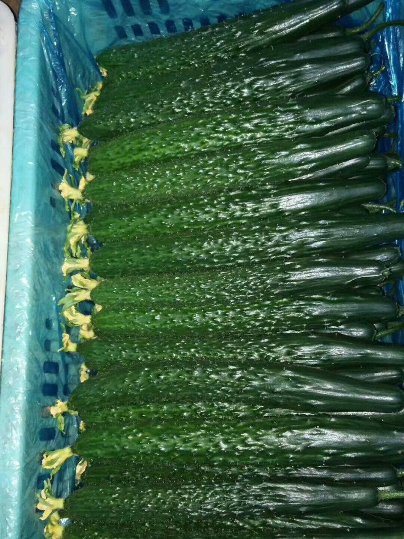 大红西红柿，精品黄瓜